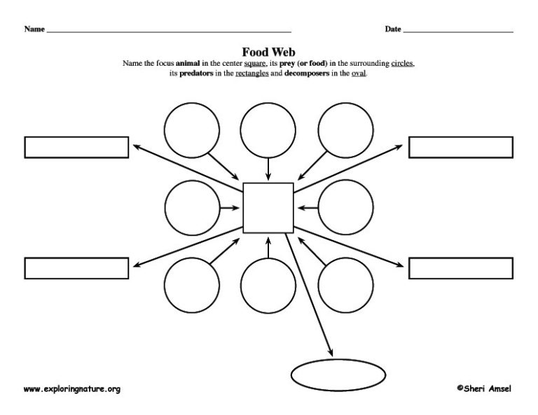 Blank Food Web Template (6) TEMPLATES EXAMPLE TEMPLATES EXAMPLE